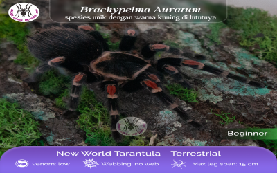 auratum FEMALE JUVI 8-9 cm tarantula